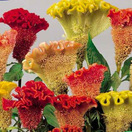 Hanekam Mix - Bakker