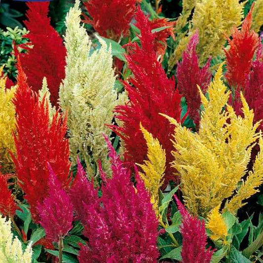 Plumosa Mix - Celosia argentea plumosa - Moestuin