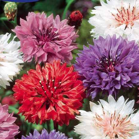 Dubbelbloemige korenbloem Mix - Bakker