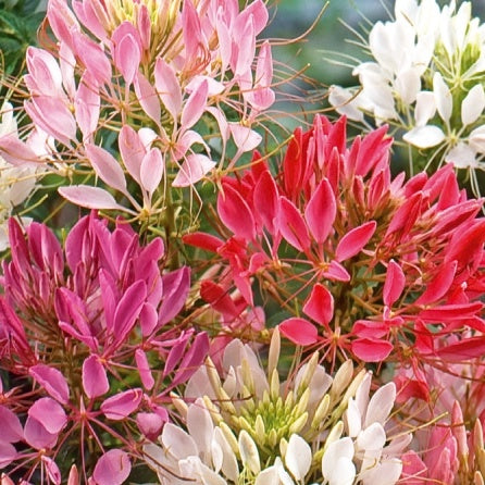 Kattensnor Cleome Colour Fountain mix - Cleome spinosa - Moestuin