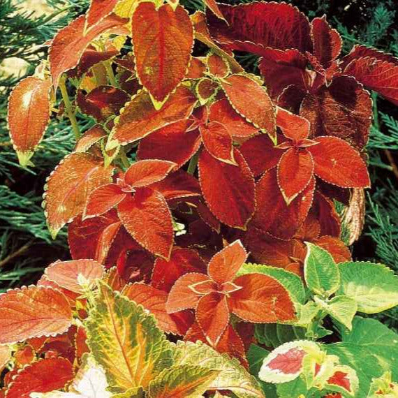 Siernetel - Coleus blumei - Moestuin