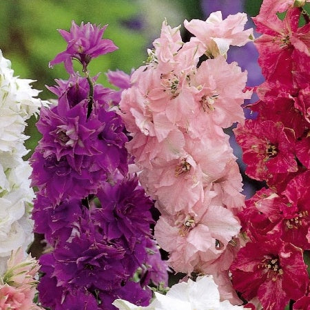 Ridderspoor Delphinium Hyacinth bloemige mix - Bakker