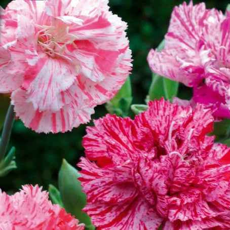 Anjer Mix 'Fantasy Picotée' - Dianthus caryophyllus - Terras- en balkonplanten