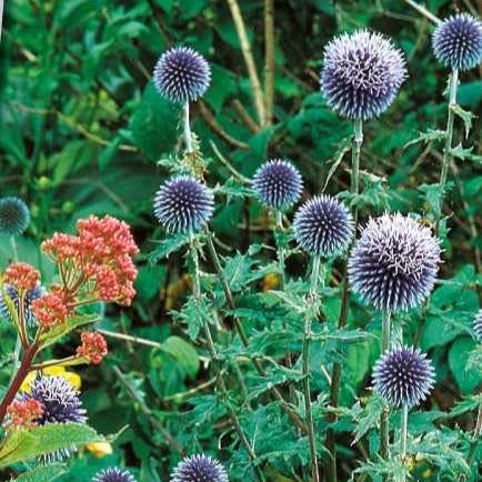 Kogeldistel 'Boule Azurée' - Bakker