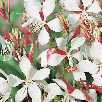 Prachtkaars 'The Bride' - Gaura lindheimerii the bride - Bakker