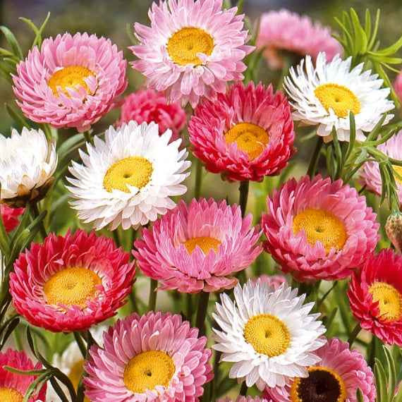 Helipterum roseum - Zonnestrobloem Mix - Bloemzaden voor perken en borders