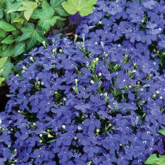 Tuinlobelia 'William' - Bakker