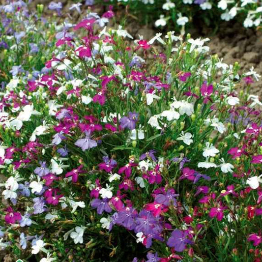 Tuinlobelia Mix 'Magic Circles' - Lobelia erinus pendula - Moestuin