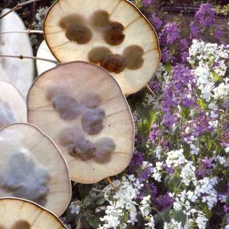 Bloemzaden voor perken en borders - Judaspenning Mix - Lunaria biennis annua