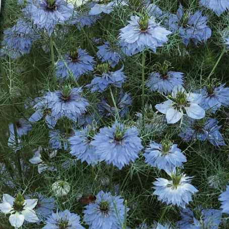 Juffertje-in-het-groen 'Miss Jekyll Blue' - Nigella damascena - Moestuin