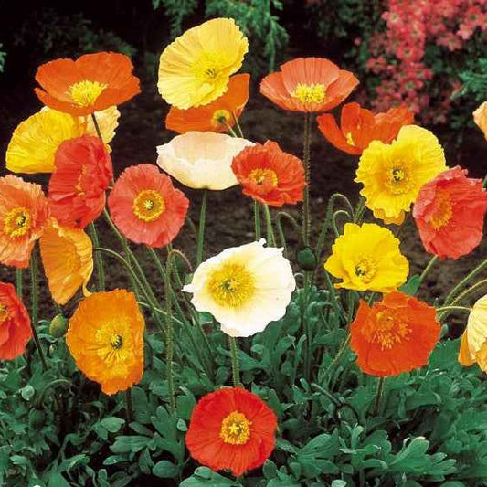 Klaproos Mix 'Artist's Glory' - Bakker