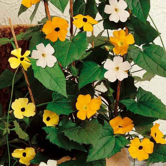 Suzanne-met-de-mooie-ogen Mix - Thunbergia alata - Moestuin