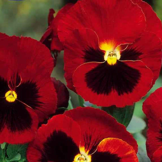 Grootbloemig viooltje 'Alpenglow' - Bakker