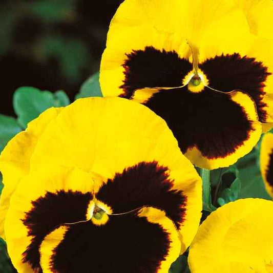 Grootbloemig viooltje 'Rhinegold' - Bakker