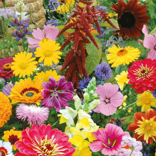 Bloemenmix 'Vlinders- en bijenlokkers' - Bakker