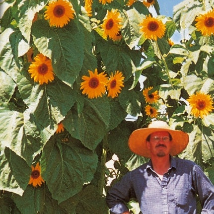 Zonnebloem 'King Kong' - Helianthus annuus kong f1 - Bakker