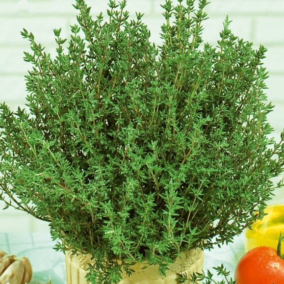 Tijm - Thymus vulgaris - Bakker