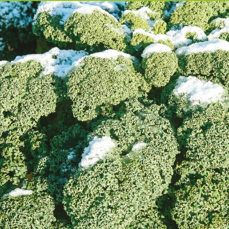 Boerenkool 'Westlandse Winter' - Brassica oleracea westlandse winter - Bakker