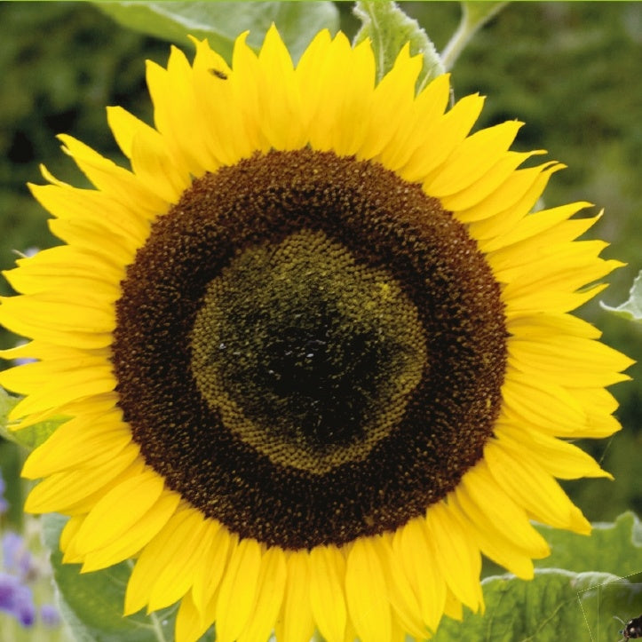 Helianthus annuus giganteus - Zonnebloem 'Unifloris Giganteus' - Eenjarige bloemzaden