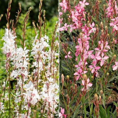 Prachtkaars Mix - wit + roze - Gaura lindheimeri (blanc +siskiyou pink) - Tuinplanten