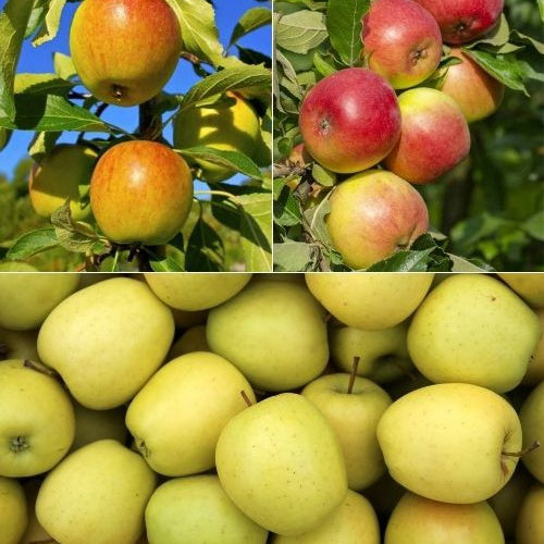 Appelboom Mix - 'Reine de Reinettes' + 'Cox's' + 'Golden Delicious' - Bakker