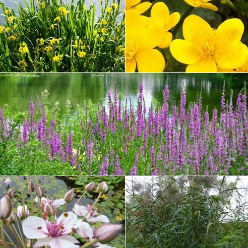 Vaste planten Mix Zwanebloem + Dotterbloem + Iris + Kattenstaart + Riet (x5) - Vijvers