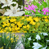 Gemengd bloeiende vijverplanten (x5) - Anemopsis, Bletilla, Iris, Lysimachia, Mazus, Schizostylis - Vijvers