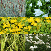 Insectvriendelijke vijverplanten in mix (x5) - Acorus, Carex, Eriophorum, Mazus, Lysimachia, Thulbachia - Vijvers