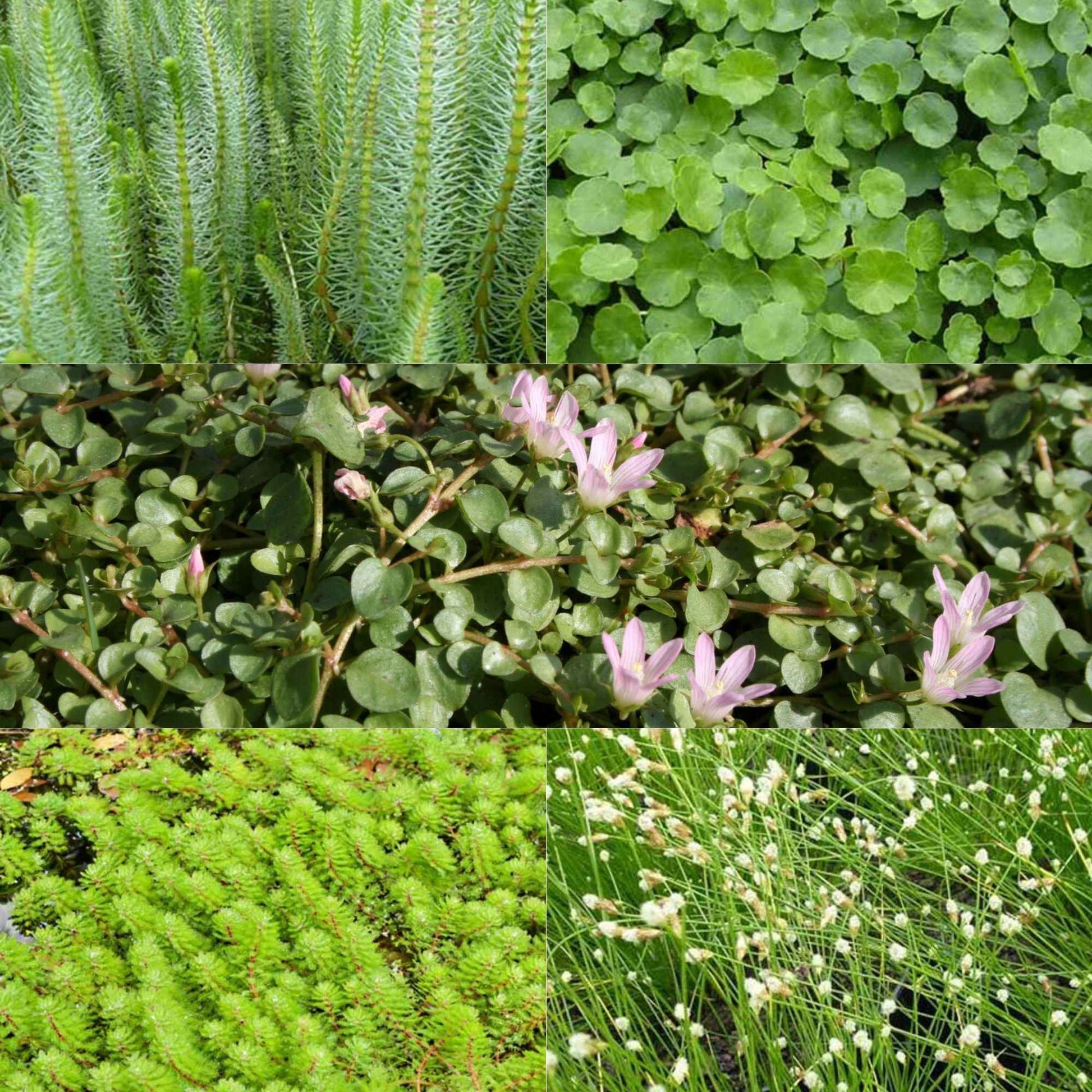 Zuurstofvormende vijverplantenmix (x5) - Anagallis, Bacopa, Hippuris, Hydrocotyle, Myriophyllum, Scirpus - Vijvers