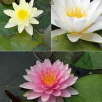 Waterlelie roze - geel - wit (x3) - Nymphaea - Bakker