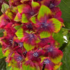 Boerenhortensia 'Saxon'® - Hydrangea macrophylla saxon ® - Plantsoort