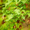 Chinese esdoorn - Acer ginnala - Heesters en vaste planten
