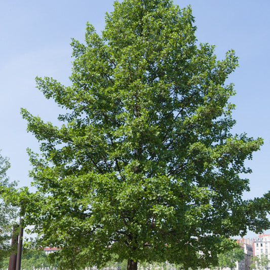 Zwarte els - Alnus glutinosa - Heesters en vaste planten