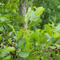 Zwarte els - Alnus glutinosa - Bomen