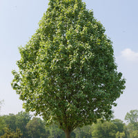 Witte Els - Alnus incana - Tuinplanten