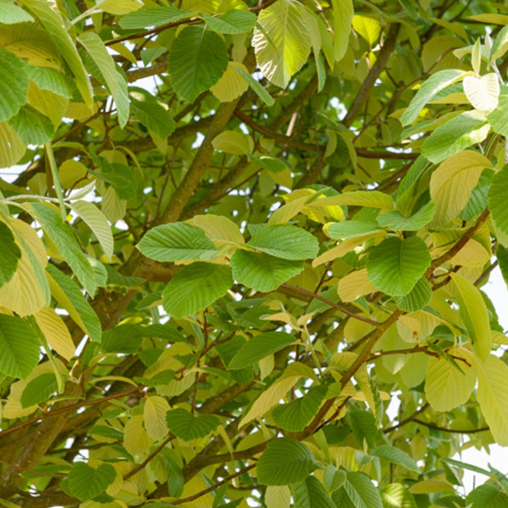 Witte Els - Alnus incana - Heesters en vaste planten