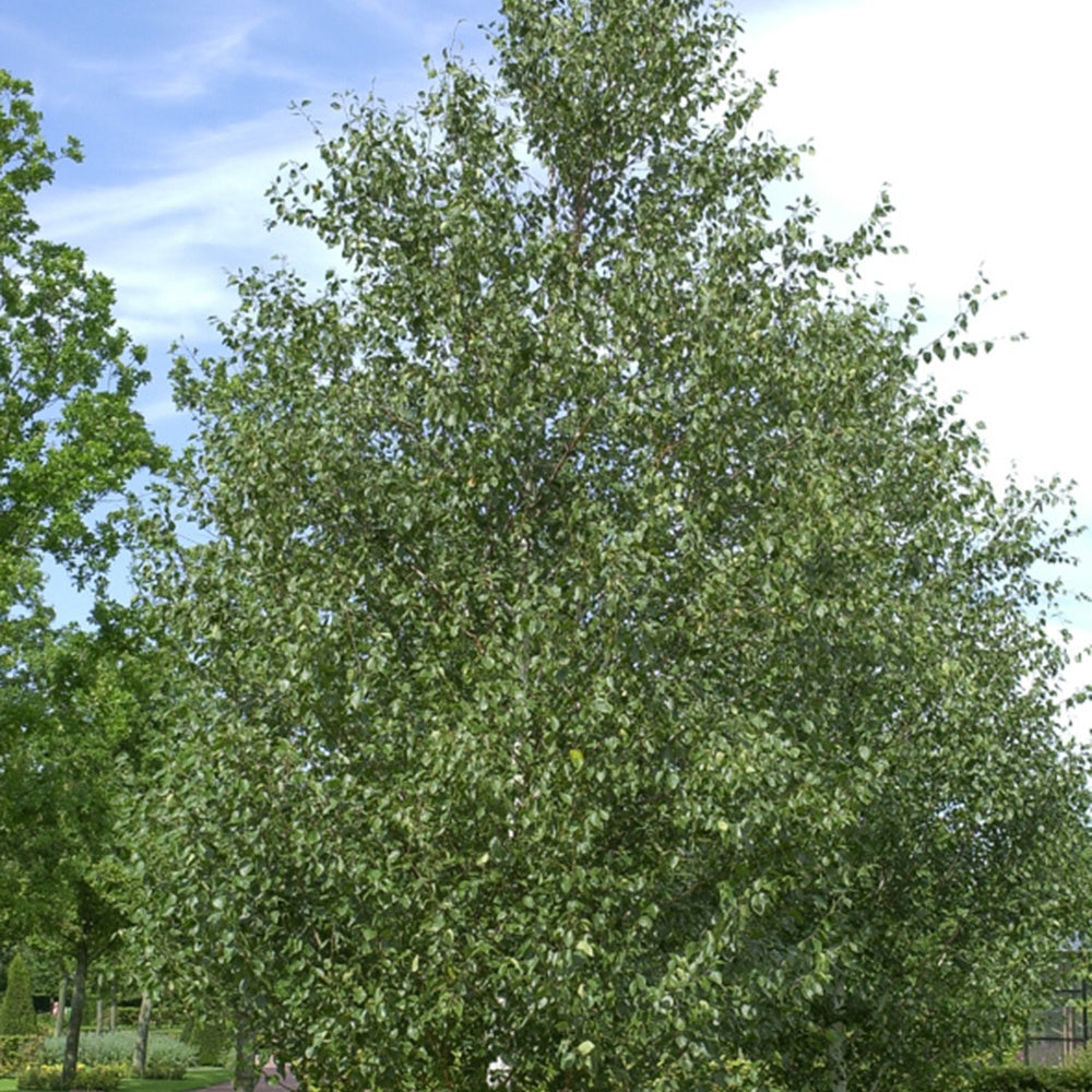 Himalayaberk - Betula utilis - Heesters en vaste planten
