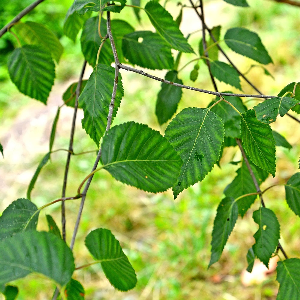 Himalayaberk - Betula utilis - Bomen
