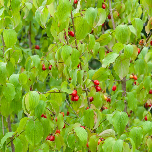 Gele kornoelje - Cornus mas - Heesters