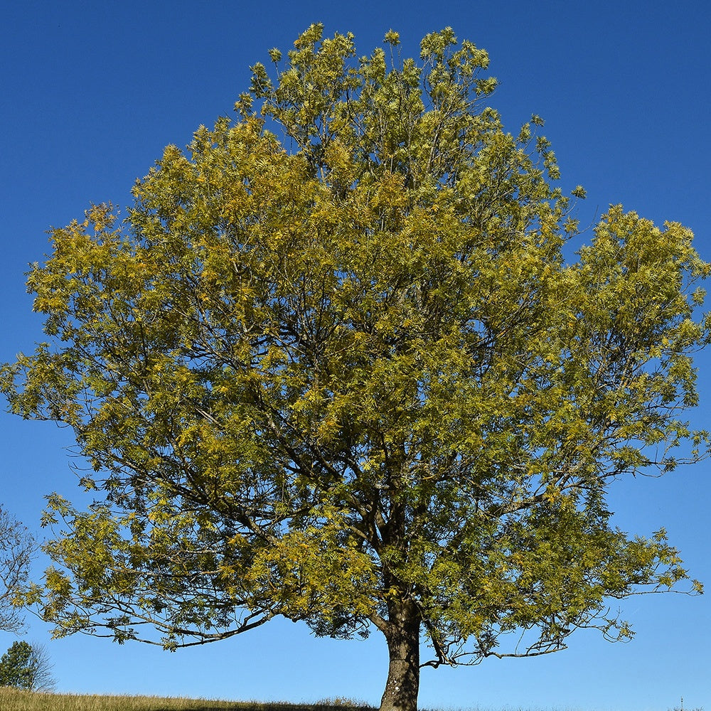 Es - Fraxinus