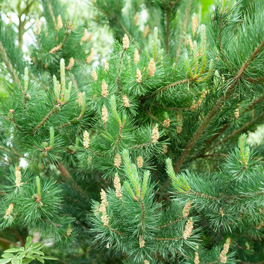 Grove den - Pinus sylvestris - Heesters en vaste planten