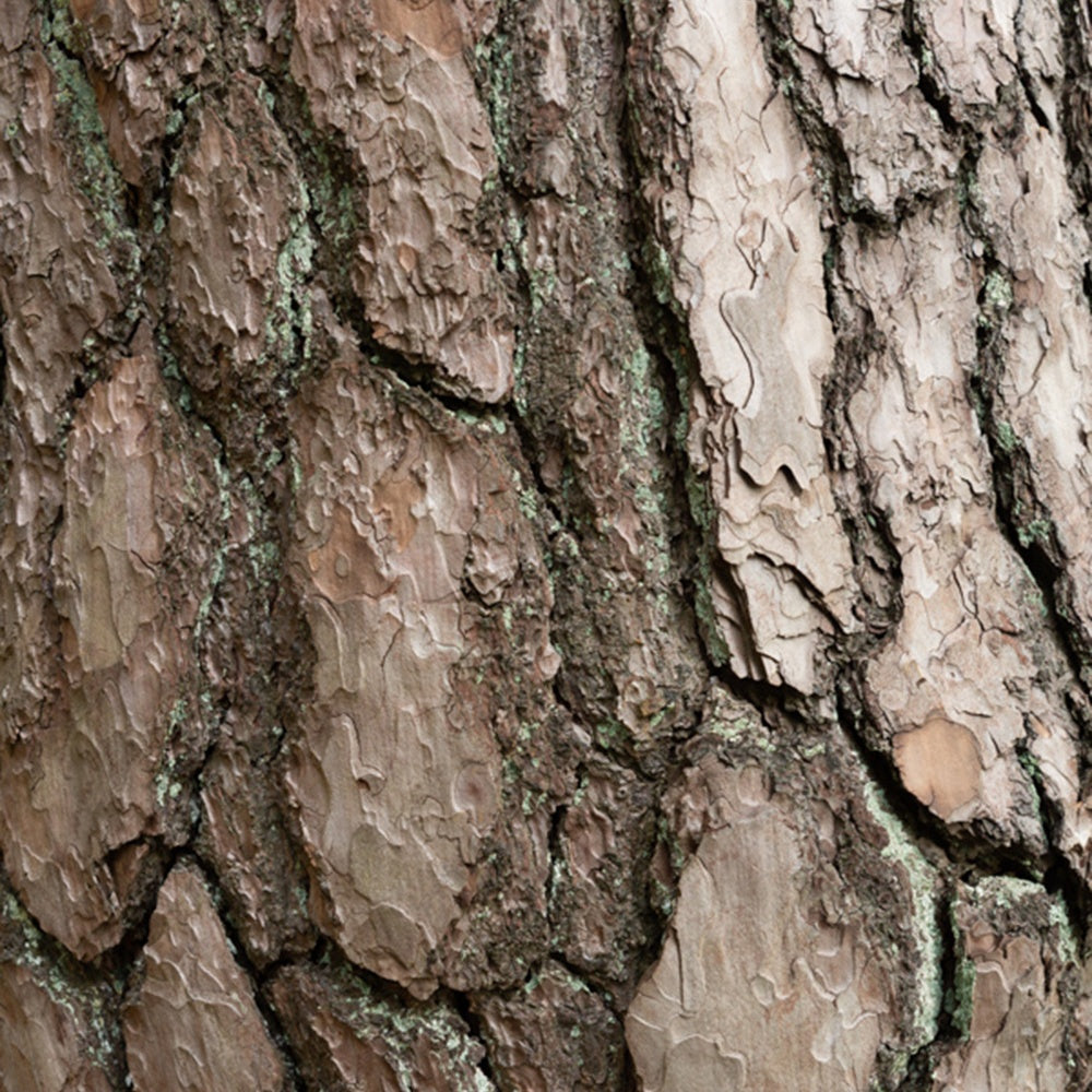 Grove den - Den - Bakker