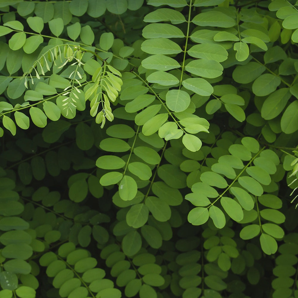 Robinia - Robinia pseudoacacia - Heesters en vaste planten