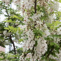 Robinia - Robinia pseudoacacia - Bomen