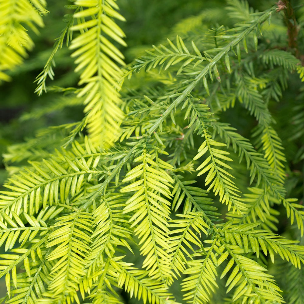 Kust Mammoetboom - Sequoia sempervirens - Bakker