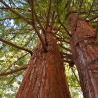 Kust Mammoetboom - Sequoia sempervirens - Bomen