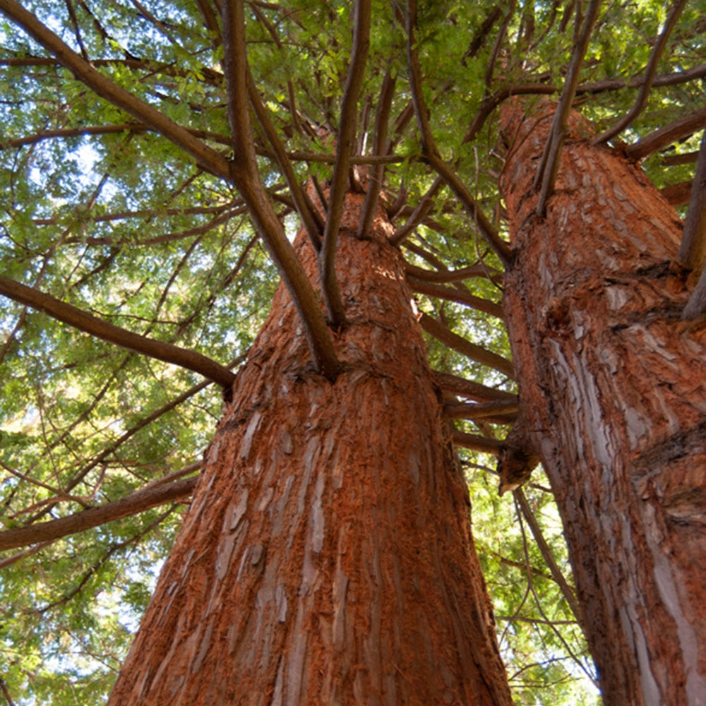 Kust Mammoetboom - Sequoia sempervirens - Bomen