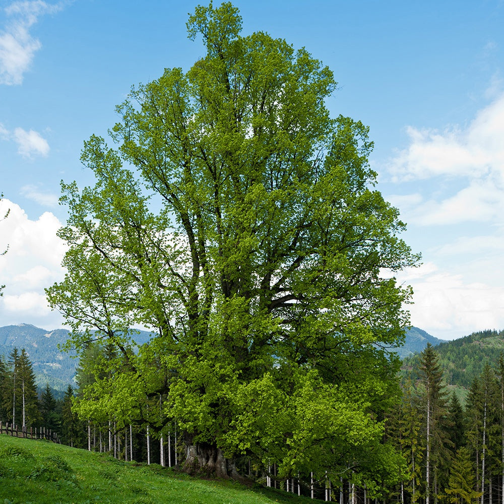 Winterlinde - Tilia cordata - Heesters en vaste planten