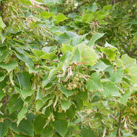 Winterlinde - Tilia cordata - Bomen