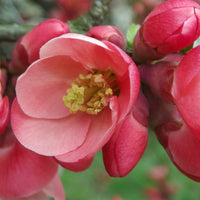 Japanse sierkwee 'Crimson and Gold' - Chaenomeles sup. crimson and gold - Heesters en vaste planten